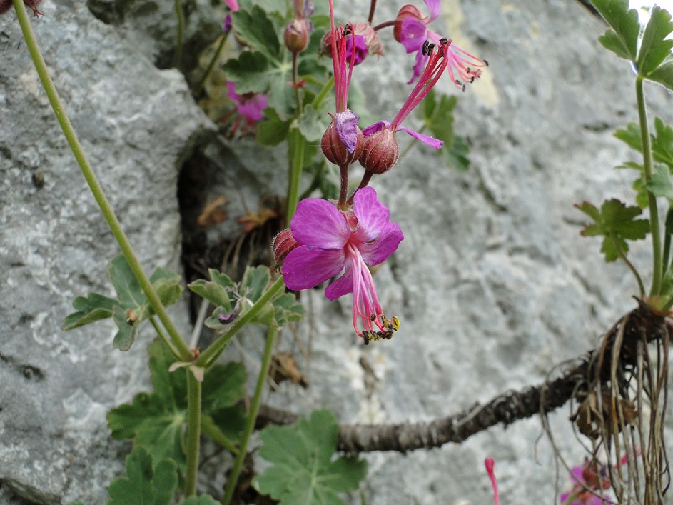 Geranium macrorrhizum